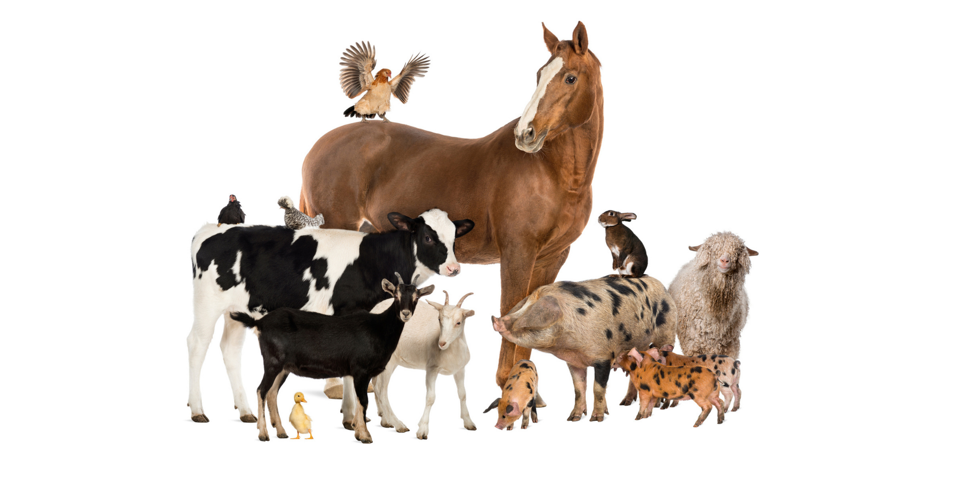 petting-zoo-visiting-farm-animals-gift
